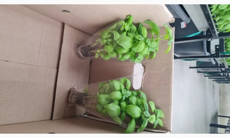 Базилік свіжий цілий рік - фото № 11