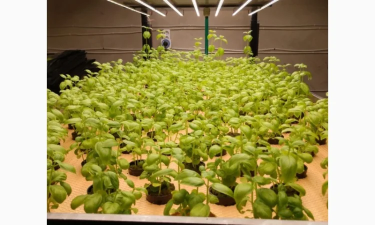 Базилік свіжий цілий рік - фото № 2