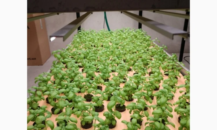 Базилік свіжий цілий рік - фото № 3