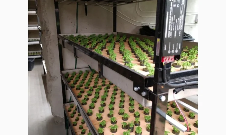 Базилік свіжий цілий рік - фото № 4