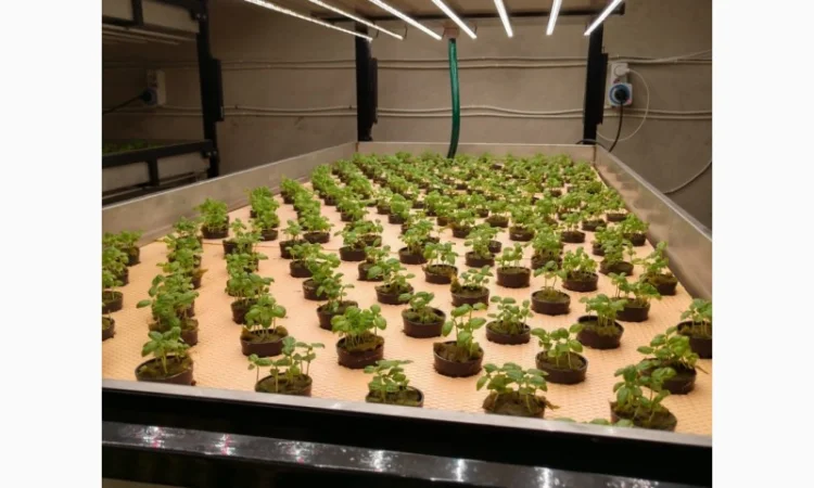 Базилік свіжий цілий рік - фото № 5