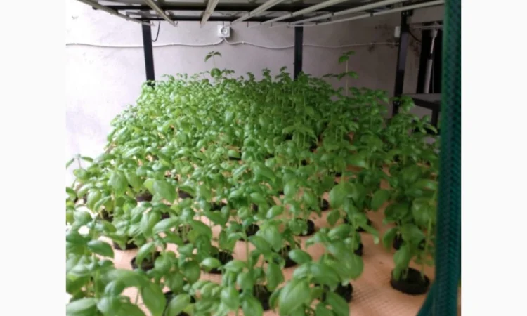 Базилік свіжий цілий рік - фото № 6