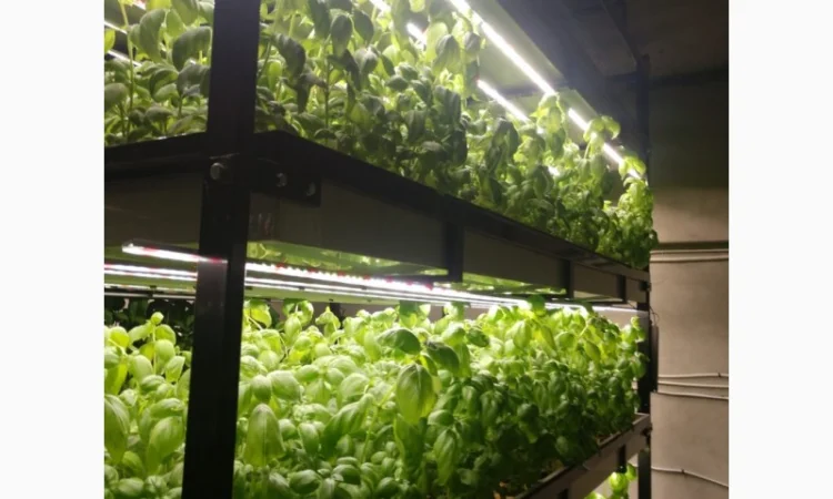 Базилік свіжий цілий рік - фото № 7