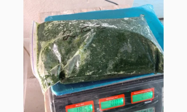 Базилік свіжий цілий рік - фото № 8