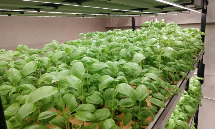 Базилік свіжий цілий рік - фото № 9