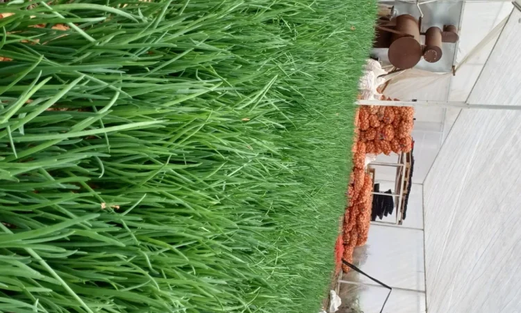 Продаж лука Штудгарт на перо - фото № 2