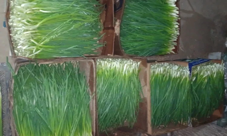 Продаж лука Штудгарт на перо - фото № 3