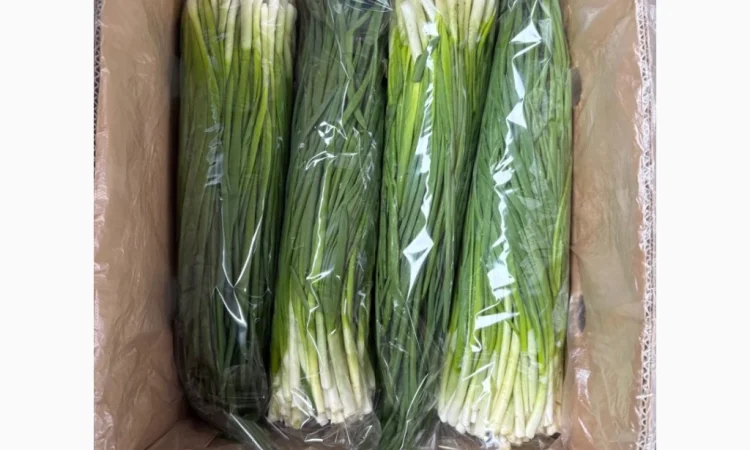 Свіжа зелена цибуля на продаж - фото № 1