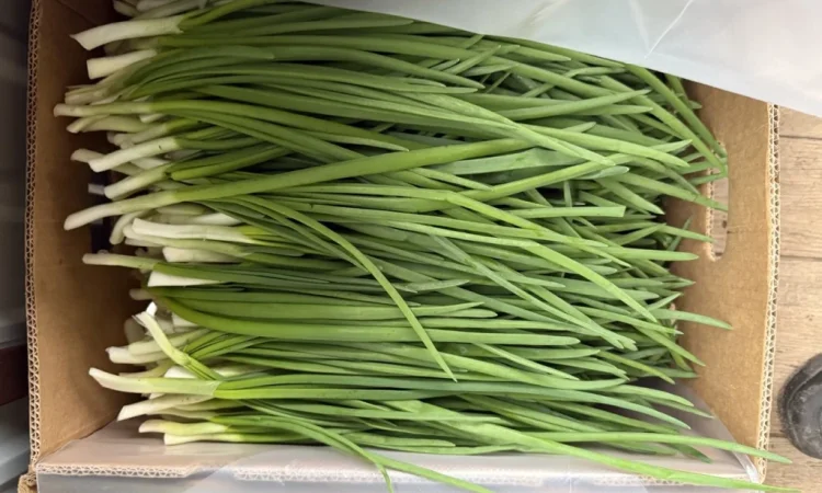 Свіжа зелена цибуля на продаж - фото № 2