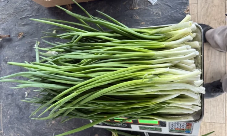 Свіжа зелена цибуля на продаж - фото № 3