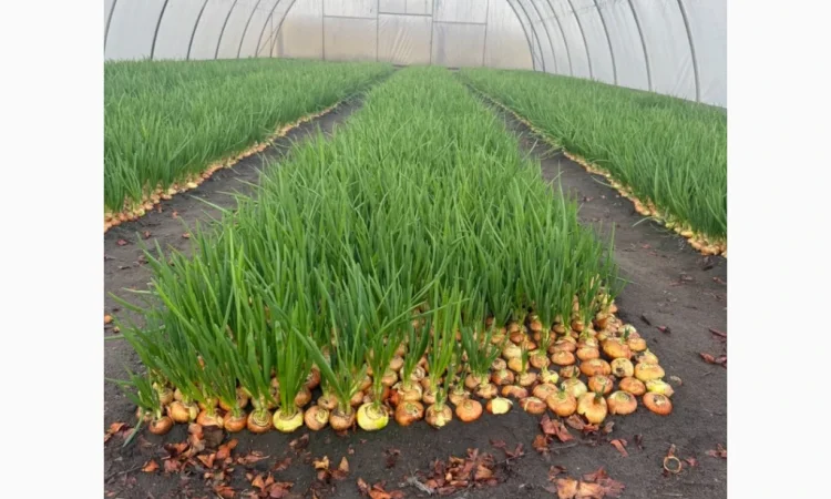 Свіжа зелена цибуля на продаж - фото № 4