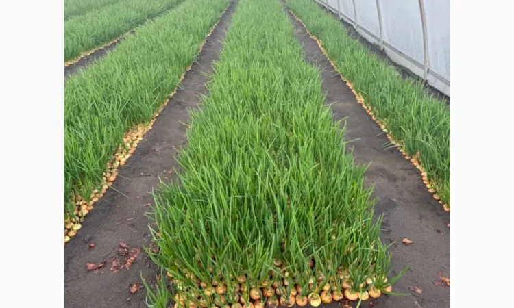 Свіжа зелена цибуля на продаж - фото № 5