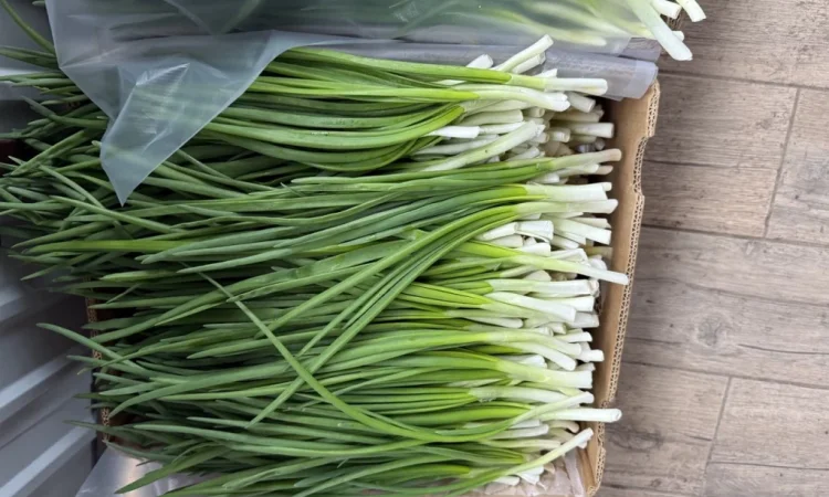 Свіжа зелена цибуля на продаж - фото № 6