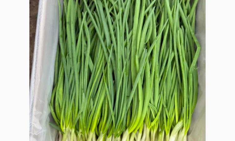 Свіжа зелена цибуля на продаж - фото № 8