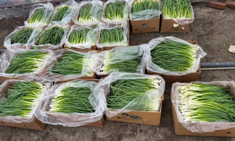 Свіжа зелена цибуля на продаж - фото № 9