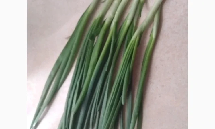 Зеленая луковица перо на продажу - фото № 1