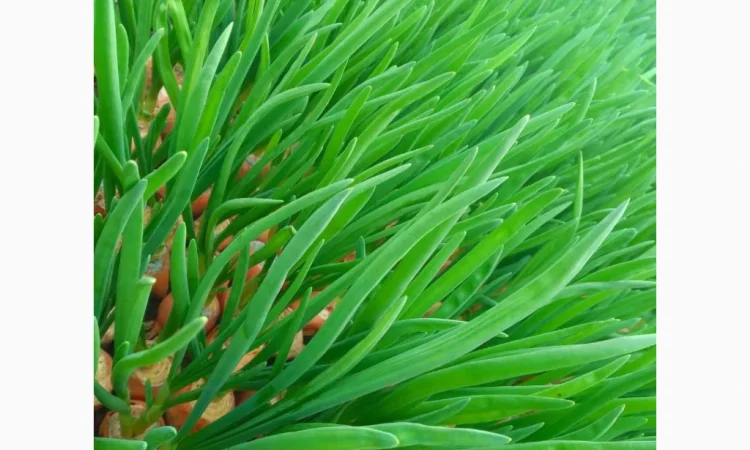 Зеленая луковица перо на продажу - фото № 2