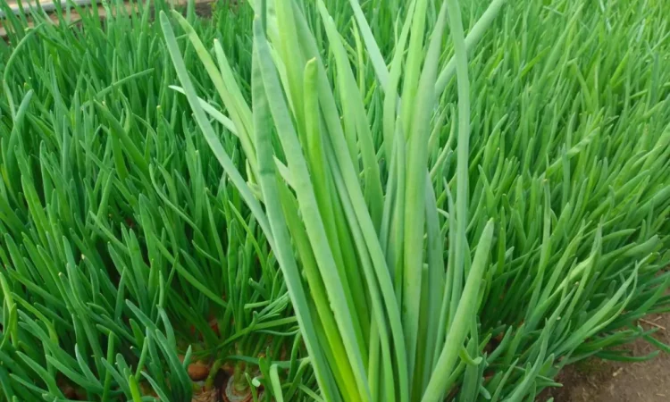 Зеленая луковица перо на продажу - фото № 4