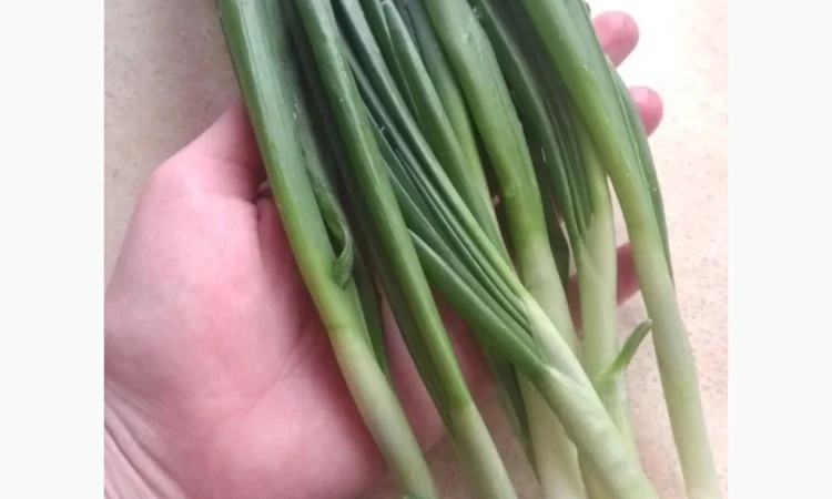Зеленая луковица перо на продажу - фото № 5