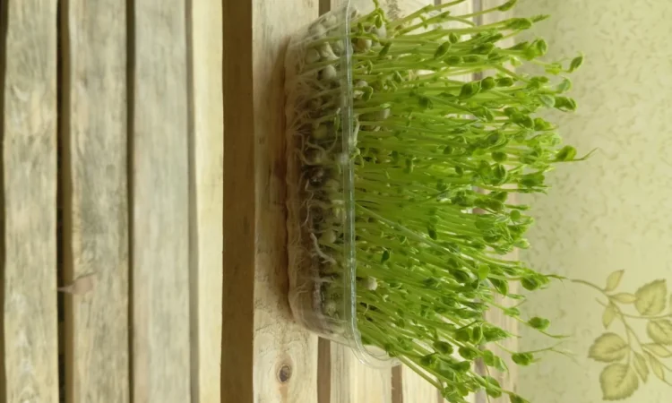 Продажа микрозелени различных культур - фото № 1