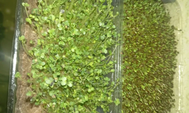 Продажа микрозелени различных культур - фото № 3