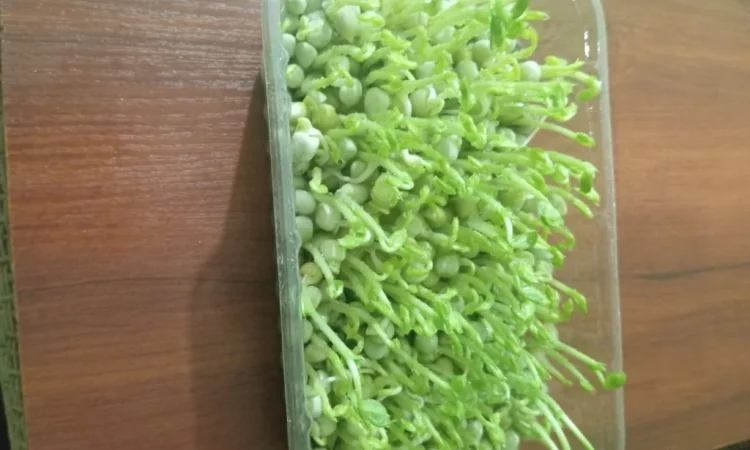 Продажа микрозелени различных культур - фото № 4