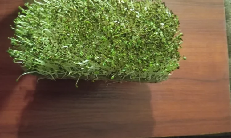 Продажа микрозелени различных культур - фото № 6