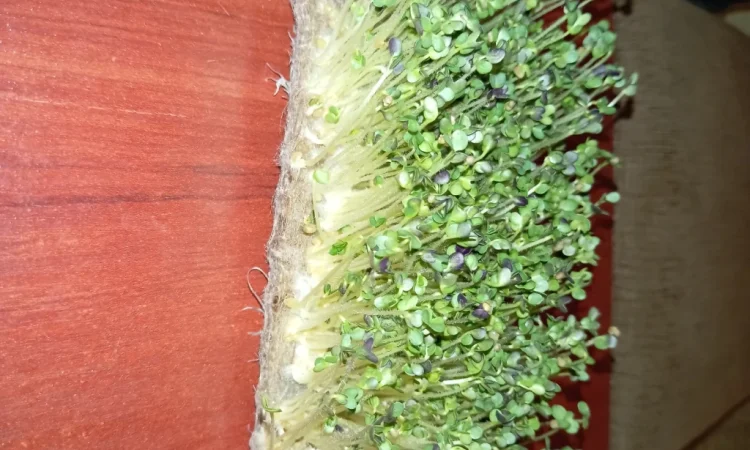 Продажа микрозелени различных культур - фото № 7