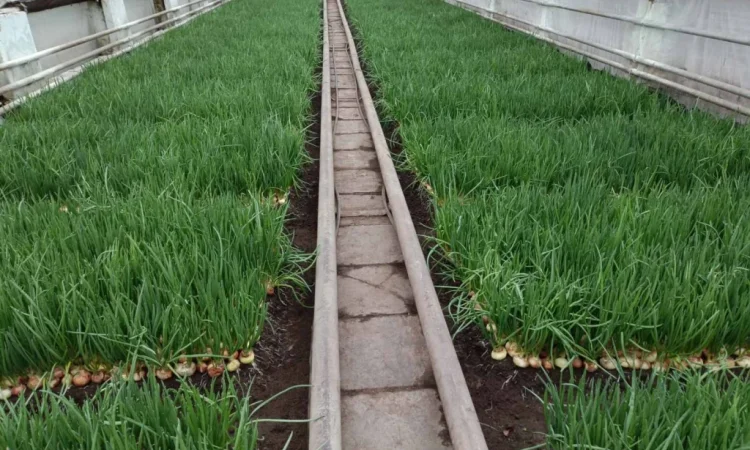 Куплю зеленую цибулю (перо) - фото № 1