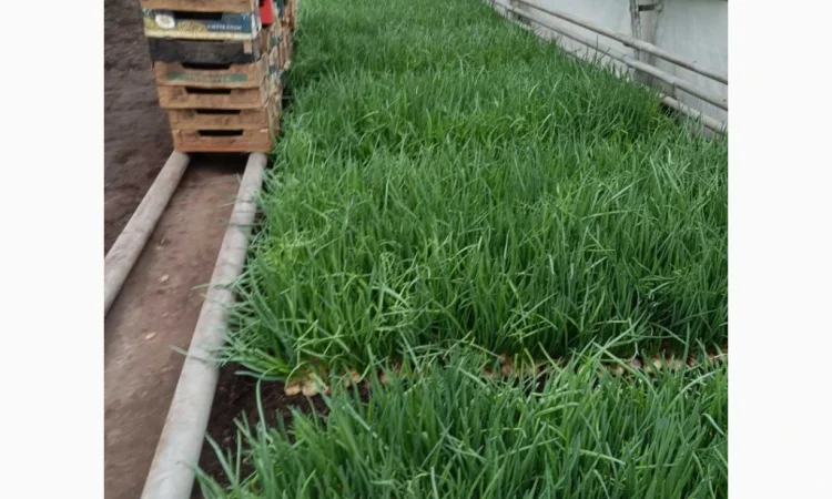 Куплю зеленую цибулю (перо) - фото № 2