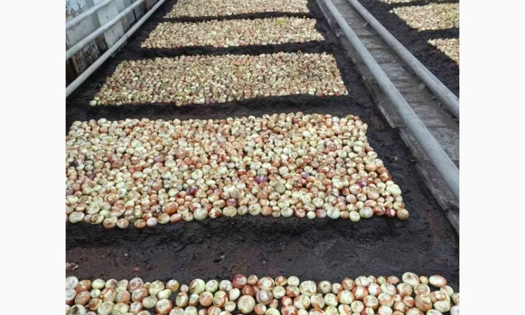 Куплю зеленую цибулю (перо) - фото № 3