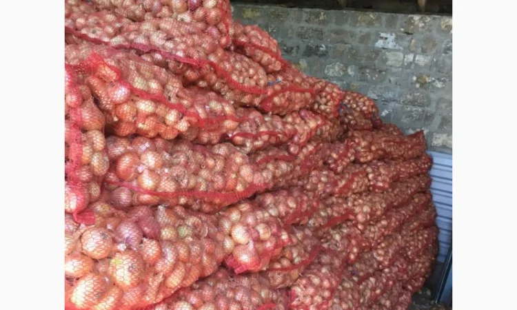 Цибуля штутгарт на зелене перо для продажи - фото № 2