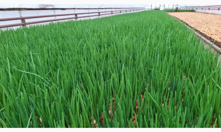 Продаж зеленої цибулі (перо) - фото № 1