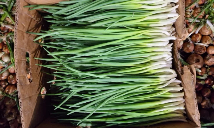 Продаж зеленої цибулі (перо) - фото № 2