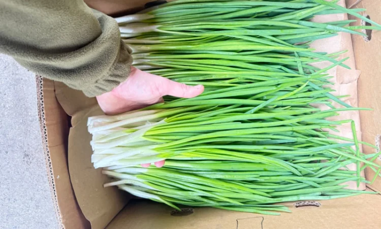 Продаю зелёную цибулю (перо) оптом - фото № 1