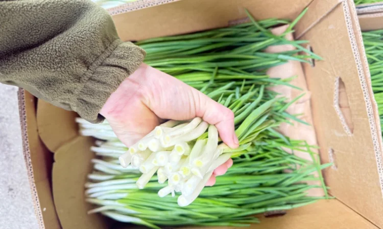 Продаю зелёную цибулю (перо) оптом - фото № 2