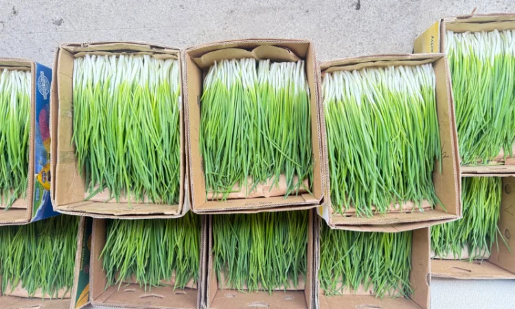 Продаю зелёную цибулю (перо) оптом - фото № 3