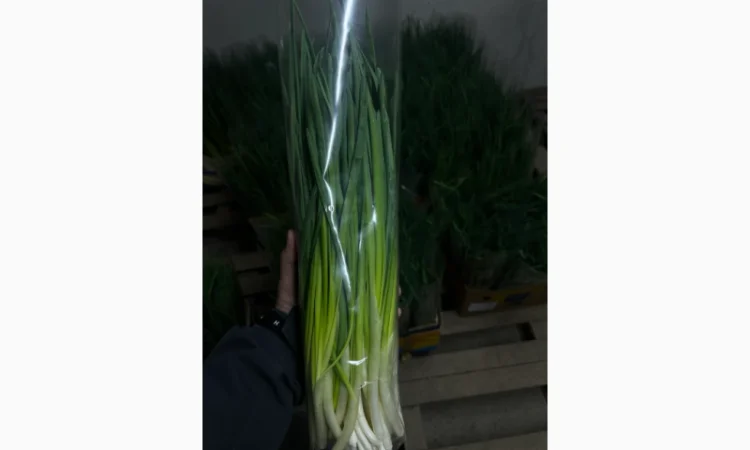 Продаю зелёную цибулю (перо) оптом - фото № 4