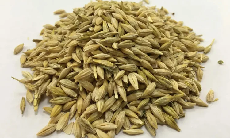 Зерно ячменю, фуражний ячмінь, корм для тварин - фото № 1