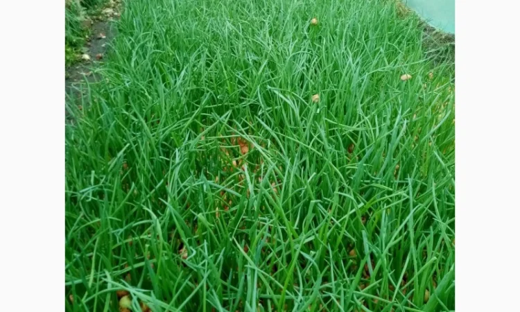 Продаж зеленого пера оптом - фото № 1