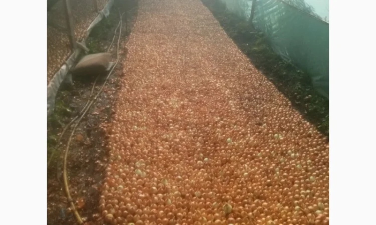 Продаж зеленого пера оптом - фото № 2