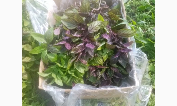 Продаж зеленого пера оптом - фото № 3