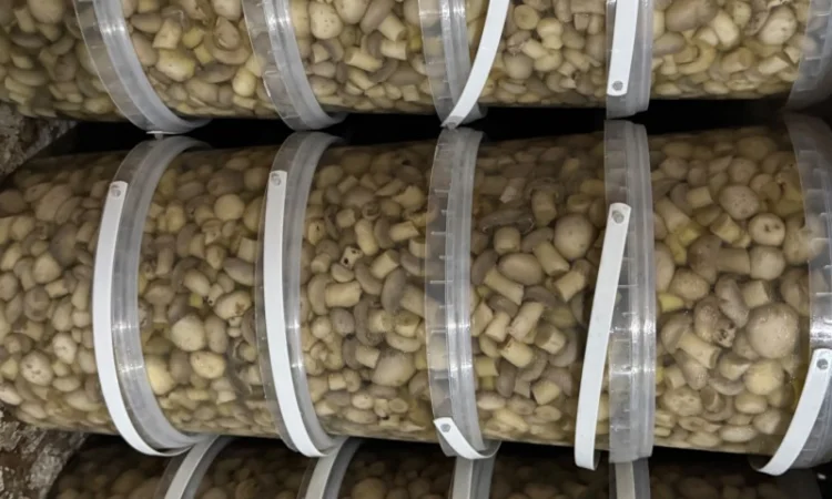 Продажа солений и корейских салатов - фото № 5