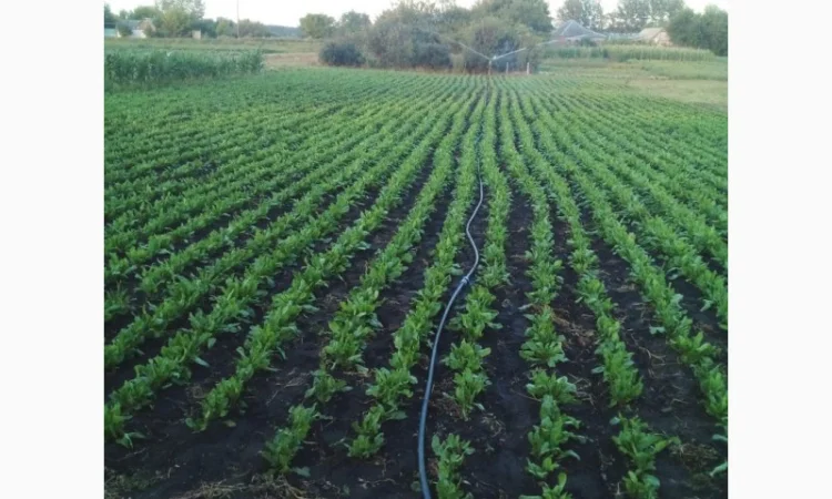 Продажа щавеля широколистого оптом - фото № 2