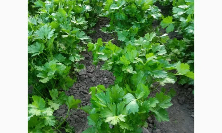 Покупка петрушки гарної якості - фото № 1
