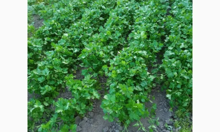 Покупка петрушки гарної якості - фото № 2