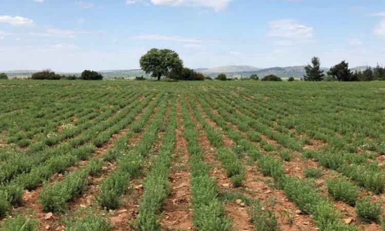 Продаж чабрець (тим'ян) оптом - фото № 1