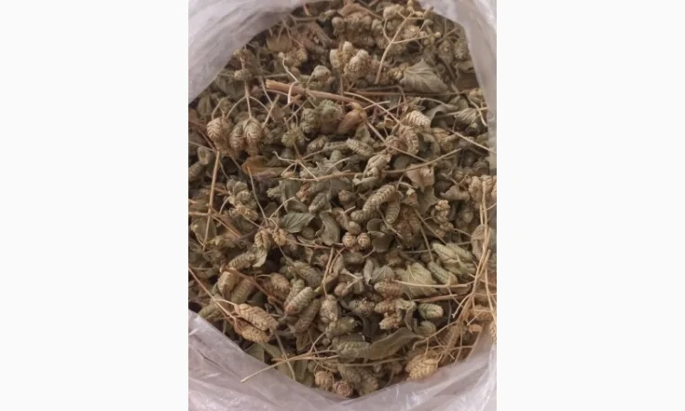 Продаж чабрець (тим'ян) оптом - фото № 4