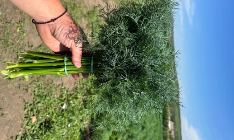 Продаю укроп відмінної якості - фото № 1