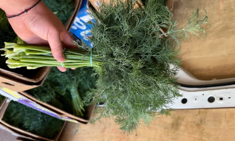 Продаю укроп відмінної якості - фото № 2